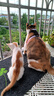 卫仕猫用A2亲和配方羊奶粉200g小猫宠物新生猫羊奶粉营养速补帮助成长宠物营养品猫咪羊奶粉 实拍图
