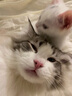普安特宠物猫咪眼药水狗狗硫酸新霉素滴眼液结膜炎流眼泪消炎杀菌贝朗明 实拍图