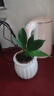 新大叶金钻绿公主盆栽植物除甲醛绿植办公室四季常青室内客厅摆放 【拍一发二】金钻+白南瓜吸水盆 含盆高度15-20厘米 实拍图