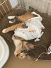华元宠具（hoopet）猫咪绝育服宠物小狗狗母猫猫手术服透气戒奶服公猫防舔术后用衣服 实拍图