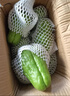 蔬果哆新鲜应季蔬菜 佛手瓜 窝瓜 鲜嫩 现摘发货 1kg (一箱2斤) 实拍图