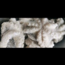 美加佳 三去小章鱼净重1斤（8-13只） 去牙去脏八爪鱼 端午聚餐 实拍图