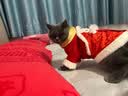 华元宠具（hoopet）猫咪衣服春节过年毛衣秋冬保暖冬季猫衣服防掉毛宠物新年国潮棉衣 【舞狮国潮唐装】恭喜发财加绒款 M：胸围40cm【建议5-7斤】 实拍图