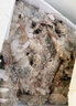 鲜京采 原装进口厄瓜多尔白虾 去冰净重3.3斤 大号50-60规格 82-99只/盒 实拍图