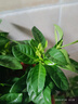 开时果 栀子花盆栽浓香型四季开花卉 阳台花卉好养绿植物源头直发包邮 加仑盆【90杯#栀子花】 实拍图
