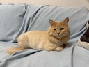 艾禾美（Arm&Hammer）铁锤猫砂除臭粉宠物猫尿除味剂猫咪除臭剂 实拍图