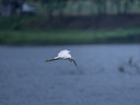 索尼（SONY）FE 200-600mm F5.6-6.3 G OSS 全画幅超远摄变焦G镜头打鸟镜头 (SEL200600G) 实拍图