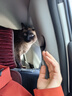 阿飞和巴弟猫条猫零食成猫幼猫通用补水零淀粉零胶质无诱食剂纯肉猫条非罐头 【共3袋】鸡肉/牛肉/三文鱼各1袋 实拍图