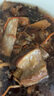 家佳康 无抗亚麻籽猪肋排骨粒400g 冷冻煲汤精肋排 生鲜猪肉 中粮出品 实拍图