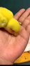 宠易生鹦鹉滋养丸中药鹦鹉饲料虎皮玄凤牡丹营养鸟粮食靓羽护肠150g 实拍图