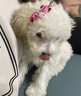 卫仕宠物亲和配方羊奶粉400g新生幼犬猫咪狗狗通用发情期术后营养补充 实拍图