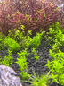 森森 超白玻璃小鱼缸HWK-600P裸缸款水草缸金鱼缸小型水族箱水草缸  晒单实拍图