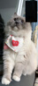 皇家皇家成猫猫粮 肠道舒适 EP42通用粮12月以上10KG 实拍图