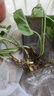 【绿萝盆栽】吸甲醛净化空气水培绿植物懒人花卉好养搬家礼物全 绿萝裸根苗【5株】 整体含盆高度20-25cm 实拍图
