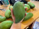集南鲜 金煌芒 百色芒果当季广西大青皮黄皮大芒果新鲜水果甜心芒果送礼 净重8斤甄选礼盒（单果300克起） 实拍图
