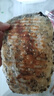 沈大成梅干菜锅盔500g*2 手抓饼 早餐速食 馅饼 烧饼半成品冻品 实拍图