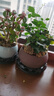 开时果 金枝玉叶盆栽多肉植物盆景 办公室内桌面花卉小绿植源头直发包邮 【丛生款】哥窑浅蓝盆+苔藓+底托 实拍图