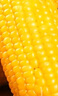 金沃瑞丰有机白糯玉米棒260g*8支＞4.5斤  新鲜甜粘黏真空 杂粮粗粮早餐 实拍图