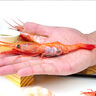 京东超市 海外直采北极甜虾刺身454g/盒 40-58只(MSC认证)日料刺身 即食 实拍图