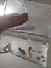 孔雀鱼天使鱼 纯种观赏鱼淡水好养热带小型观赏鱼 孔雀鱼4条送备损2条 实拍图