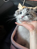 Orijen渴望猫粮 成猫幼猫干粮 全价通用无谷原味鸡肉进口1.8kg效期26/1 实拍图