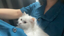 猛玛（MOMA）【国家补贴】LARK MIX无线领夹直播麦克风一拖二猛犸手机相机vlog户外采访纽扣收音麦 全能版黑色 实拍图