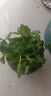 柠檬薄荷盆栽新鲜可食用薄荷叶苗驱蚊草水培好养花卉室内绿植物 原土薄荷+加螺纹盆+肥料一盆装 不含盆 实拍图