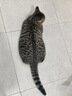 京东京造 宠物湿巾100片*3包 猫狗通用可擦泪痕 99.9%杀菌率湿纸巾 实拍图