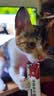 纯福猫咪零食猫条营养补水无诱食剂互动湿粮猫罐头幼猫成猫非主食 牛肉配方10g*10支 实拍图
