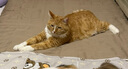 伟嘉猫罐头 湿粮包猫零食进口成猫猫粮主食妙鲜包85g*12混合味 实拍图