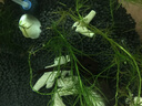 森森（SUNSUN） 鱼缸过滤材料水族滤材陶瓷环麦饭石玻璃环水族箱养鱼套装 7合1滤材1000g 含网袋 实拍图