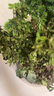 植物驱蚊虫清香胡椒木盆栽正宗花卉绿植四季好养净化空气吸甲醛 特大清香胡椒木 35CM 高 一盆原士 实拍图