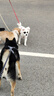 COCS狗绳狗狗牵引绳胸背带柯基柴犬遛狗绳中小型犬可调节背心式狗背带 橙色狗胸背带1个-1.5米狗绳1根 M适合（13-32斤） 实拍图
