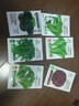 蔬菜种子四季播盆栽阳台庭院香菜生菜菠菜萝卜葱简单易种籽孑大全 四季青梗小白菜约800粒 实拍图