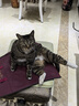 奥丁（ODIN）猫粮 成猫专用美短英短蓝猫暹罗猫 鱼肉味天然猫粮10kg20斤 实拍图