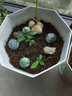 德沃多肥料植物营养土通用15L园艺养花土种菜有机土壤盆栽种植土兰花多肉土 实拍图