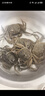 【活蟹】漁家师傅大闸蟹3.0-3.3两8只去绳足重鲜活螃蟹六月黄现货生鲜水产礼盒源头直发 实拍图