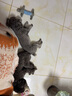 汪爸爸鲜肉无谷犬粮小型犬中大型犬幼犬成犬全犬种双拼冻干通用型狗粮 鲜肉全价狗粮8kg【囤货装】 实拍图