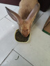 DR BUNNY兔博士专研美毛配方 兔粮主粮 膨化粮 兔饲料 幼兔美毛配方900G-dr318 实拍图