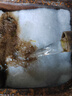 森森（SUNSUN） 鱼缸过滤棉加厚生化棉水族箱过滤器白棉过滤材料 3米长*12cm宽*2cm厚 实拍图