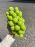 京营觅选阳光玫瑰葡萄晴王香印提子 当季新鲜时令新鲜水果中秋水果 净重3斤单粒8g起 山西阳光玫瑰葡萄 实拍图