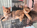 京喜自营-专用品牌猫笼子超大室内猫别墅多层猫舍送货上门 【多猫款】方管款-黑色四层78*55*135 套餐一：三件套 实拍图