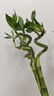 九千谷富贵弯竹6根转运竹节节高水培绿植花卉50cm高不含瓶源头直发 实拍图