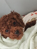 华元宠具（hoopet）宠物带灯牵引绳伸缩狗链子胸背带中小型犬遛狗狗绳防爆冲猫咪用品 实拍图