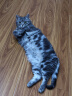 Orijen渴望猫粮 成猫幼猫干粮 六种鱼肉无谷全价通用进口5.4kg效期26/5 实拍图