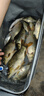 龙王恨鱼饵野战蓝鲫X5青春版腥香味黑坑野钓鲫鲤草鳊老三样套餐钓鱼饵料 野战蓝鲫-香腥(共900g/3包) 实拍图