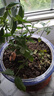 开时果 茉莉花盆栽浓香型 桌面绿植物阳台花卉树苗盆景摆件源头直发包邮 精品茉莉花3-6株【原土发货】 实拍图