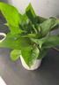 双盟绿萝盆栽除甲醛花卉绿植办公室新房净化空气110竖纹盆8盆源头直发 实拍图