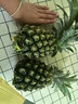 广东徐闻香水菠萝新鲜水果生鲜热带孕妇水果整箱包邮 1个装 单果1.3-1.5斤 实拍图