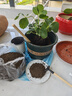花盆绿植盆栽加厚塑料简约多肉小盆阳台客厅月季玫瑰大号家用花盆 矮款2加仑(口径19cm)2个盆 不带托盘 实拍图